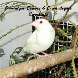 Diamant-de-gould-femelle-blanche