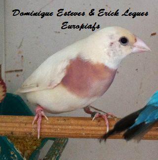 Diamant-de-gould-femelle-poitrine-jaune
