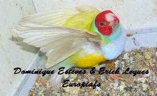 Diamant-de-gould-male-tete-rouge