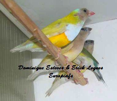 Famille de diamant de Gould Gould-jaune-avec-jeunes