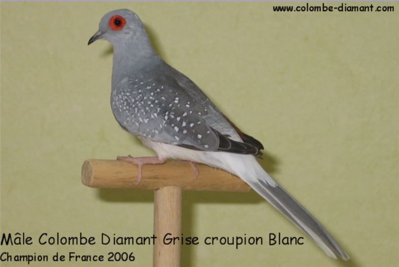 Colombe Diamant Mutation Grise croupion blanc