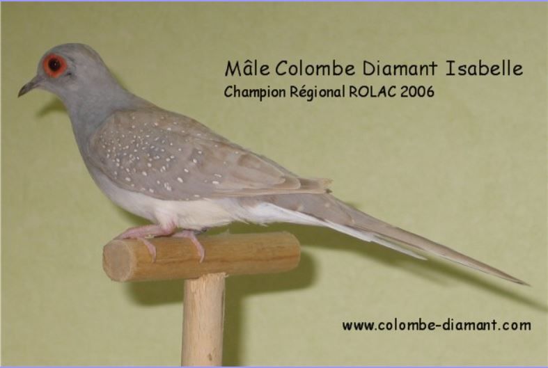 Colombe Diamant Mutation Isabelle