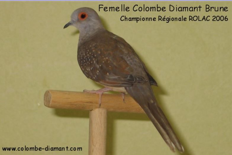 Colombe Diamant Mutation brune