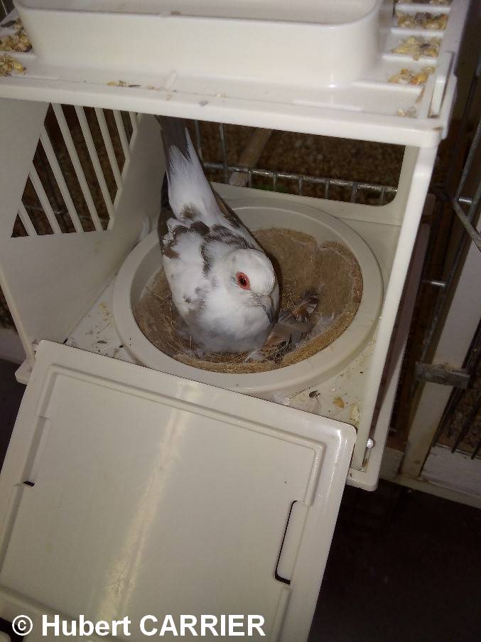 Colombe diamant cage reprodution 3
