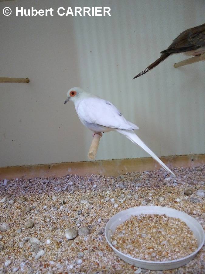 Colombe diamant mutation blanche