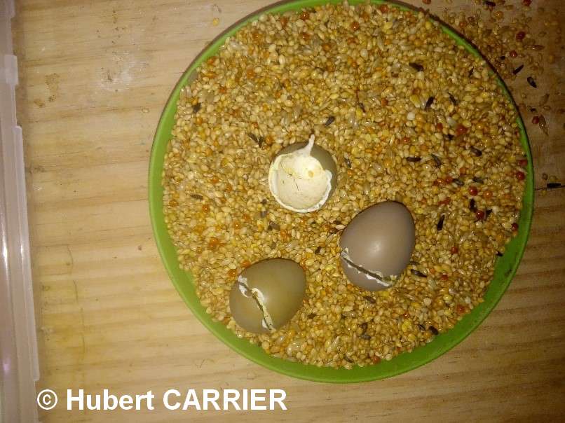 Oeufs Caille Chine éclos Oeufs Caille Chine éclos