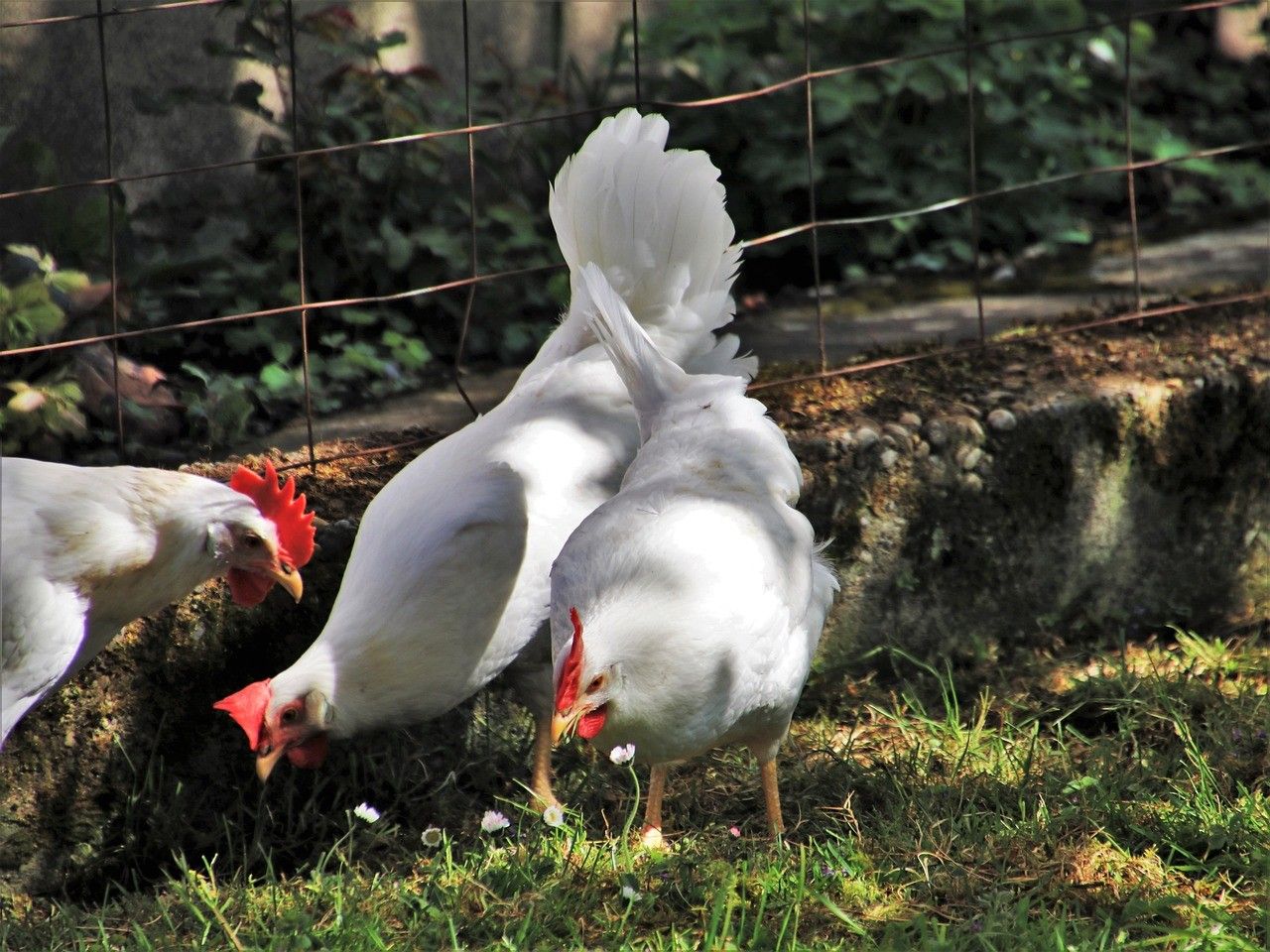 Poules dans le jardin Poules dans le jardin