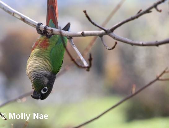 Conure Molina
