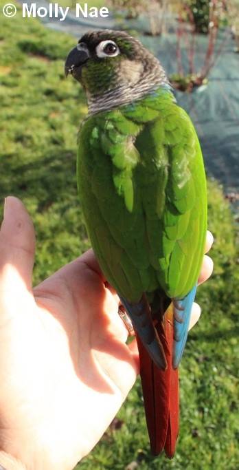 Conure Molina mutation type sauvage 15