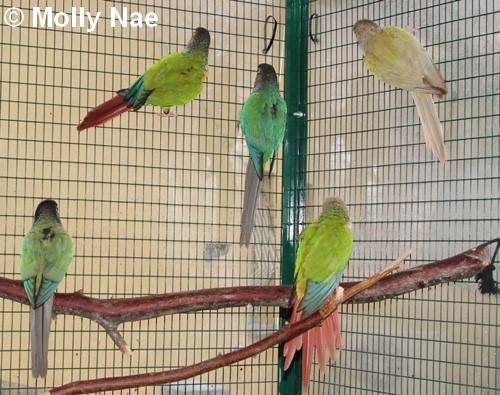 Conure Molina mutations 14