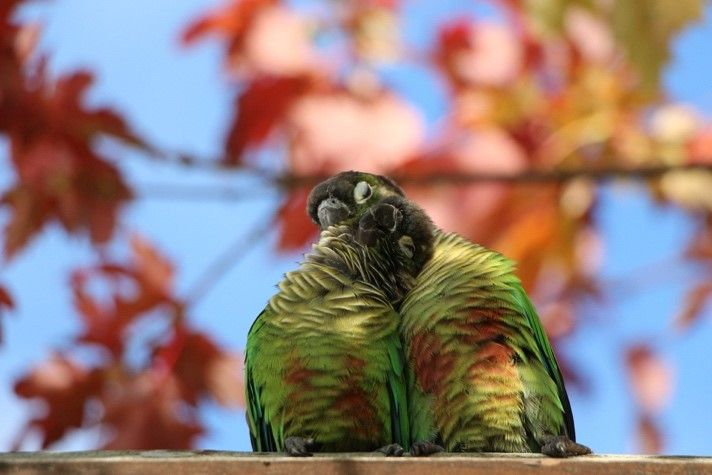 Couple Conure Molina 2