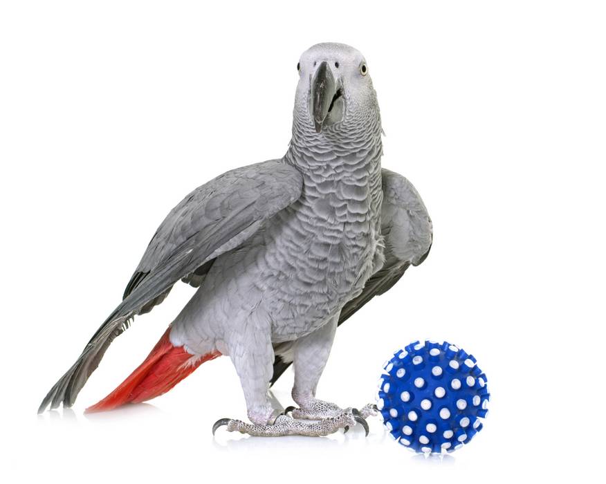Gris du Gabon avec balle bleue Gris du Gabon avec Jeu balle