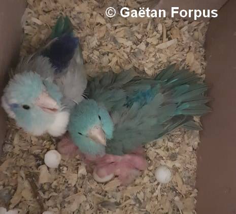 Toui Celeste Couple mutation panaché dans nid élevage Gaétan Forpus Couple dans nid Toui Celeste Gaétan Forpus