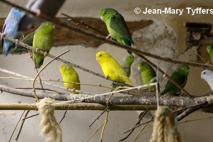 Volière communautaire Toui Celeste élevage Jean Mary Tyffers Toui Celeste Colonie Volière 3 JM Tyffers