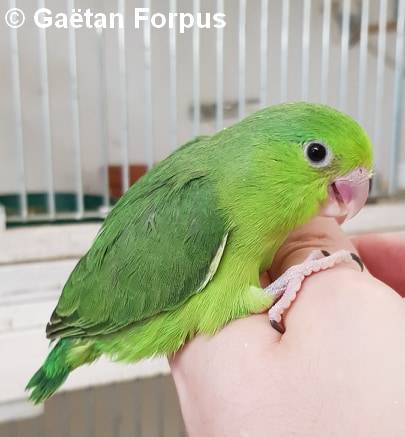 Toui Celeste jeune femelle verte 30 jours sorti du nid Gaétan Forpus Toui Celeste jeune femelle verte 30 jours sorti du nid Gaétan Forpus