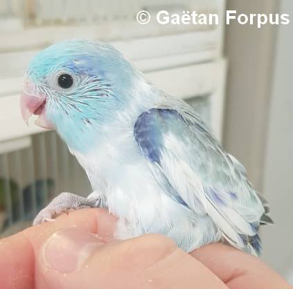 Toui Celeste jeune mâle mutation bleu panaché 30 jours sorti du nid Gaétan Forpus Toui Celeste jeune mâle mutation bleu panaché 30 jours sorti du nid Gaétan Forpus