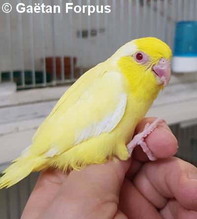 Toui Celeste jeune mâle mutation lutino 30 jours sorti du nid Gaétan Forpus Toui Celeste jeune mâle mutation lutino 30 jours sorti du nid Gaétan Forpus