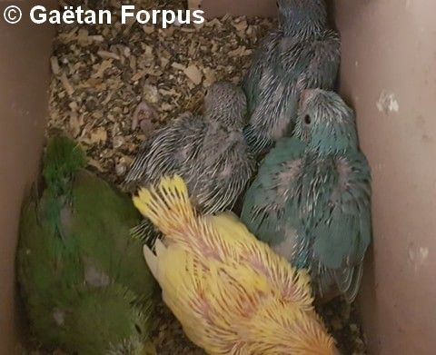 Toui Celeste jeunes 25 jours au nid Gaétan Forpus Toui Celeste jeunes 25 jours au nid Gaétan Forpus