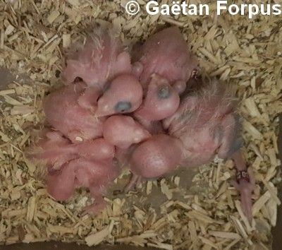 Toui Celeste jeunes 5 jours au nid Gaétan Forpus Toui Celeste jeunes 5 jours au nid Gaétan Forpus