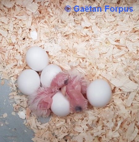 Toui Celeste oeufs jeunes à la naissance élevage Gaétan Forpus Toui Celeste oeufs jeunes à la naissance Gaétan Forpus