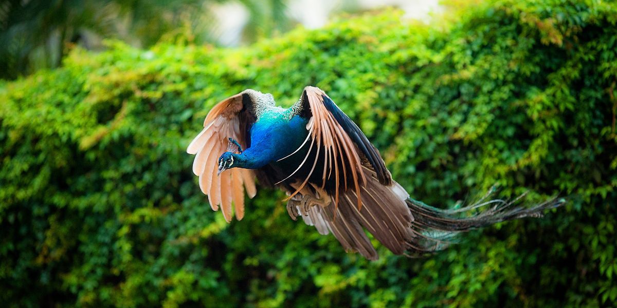 un oiseau en bonne santé