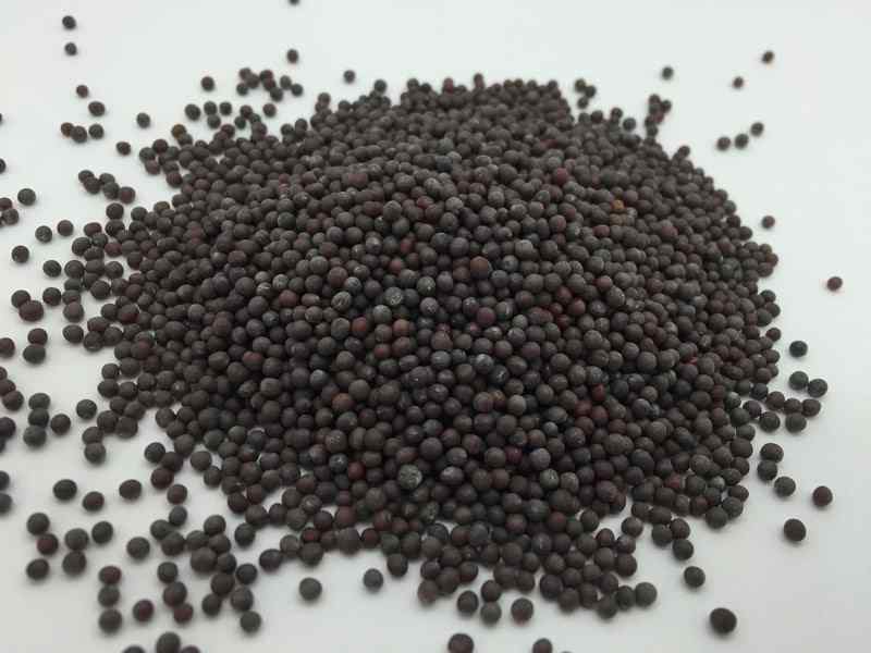 Graines de colza