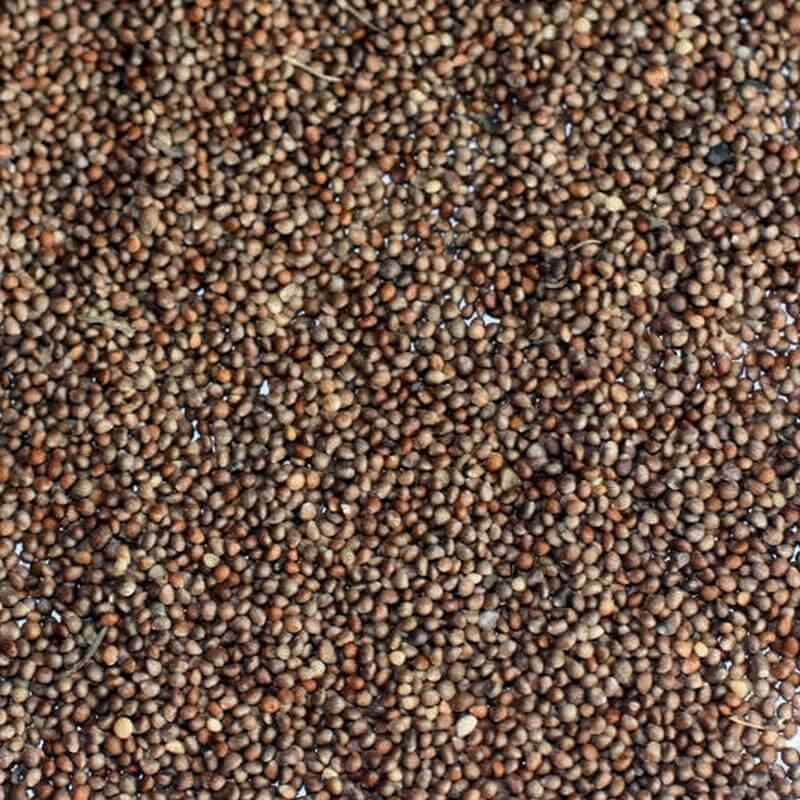 Périlla brun