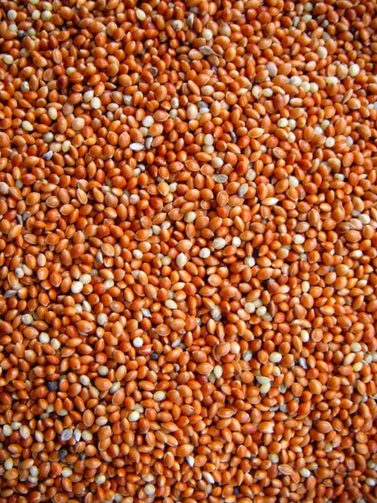 millet rouge