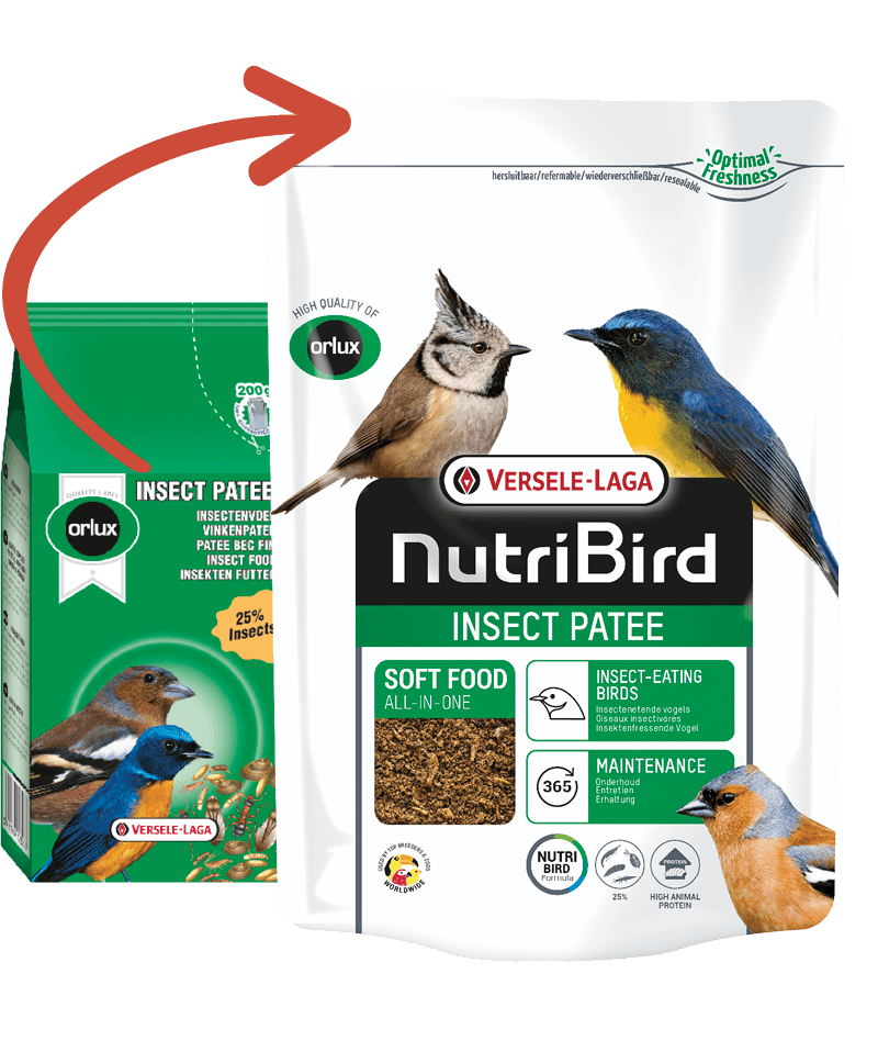 INSECT PÂTÉE  250g VRAC