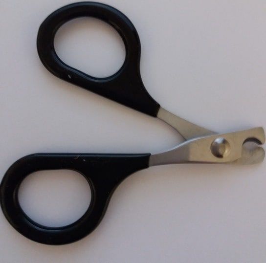 Coupe ongles oiseaux