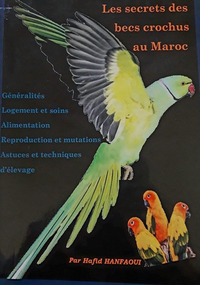 Les secrets des becs crochus au Maroc
