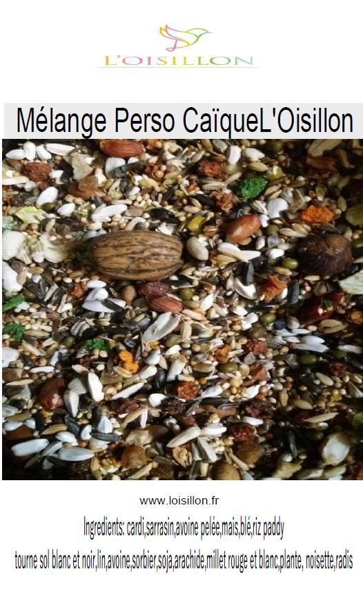 Mélange Perso Caïque l'Oisillon