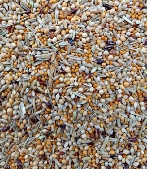 Gould Exotiques Australiens- Mélange Entretien-.5KG