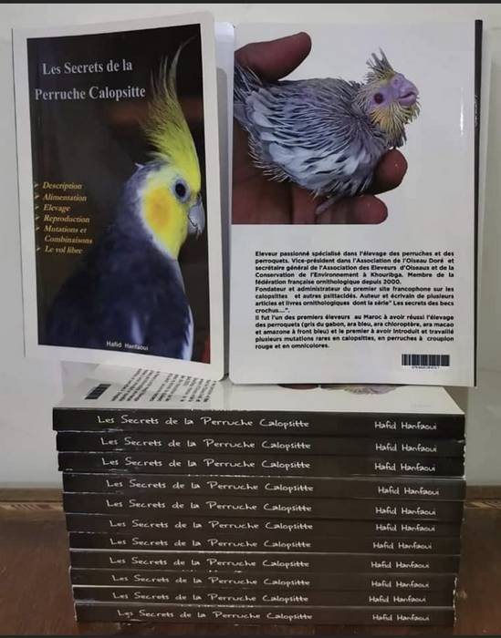 Les secrets de la perruche calopsitte
