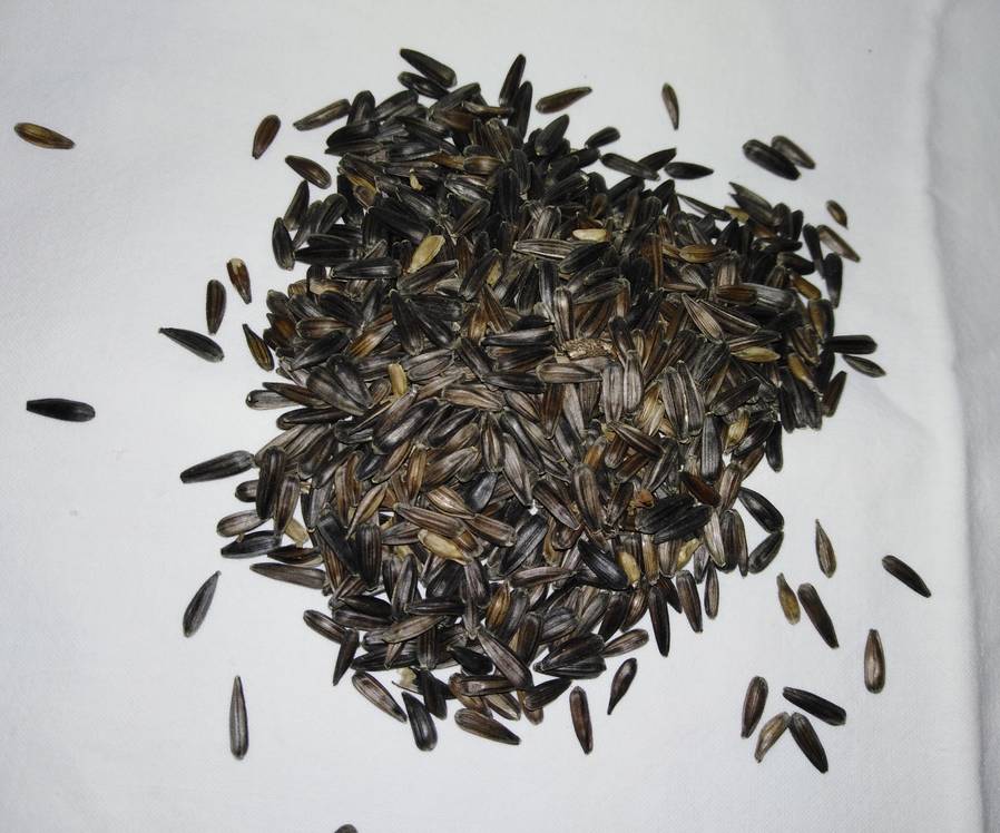 Tournesol noir micro  1 kg