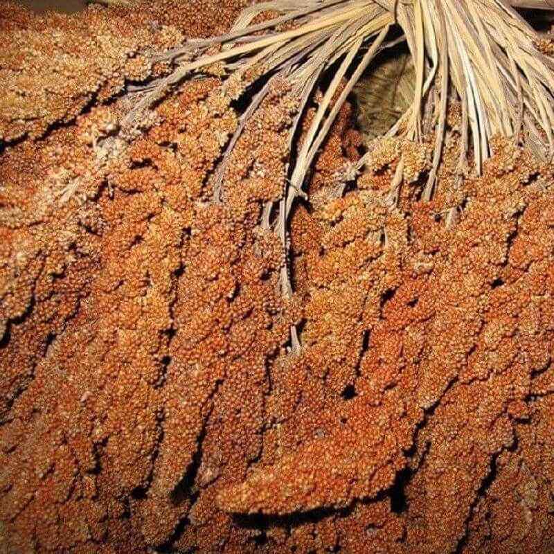 Millet grappe français rouge 200 grammes